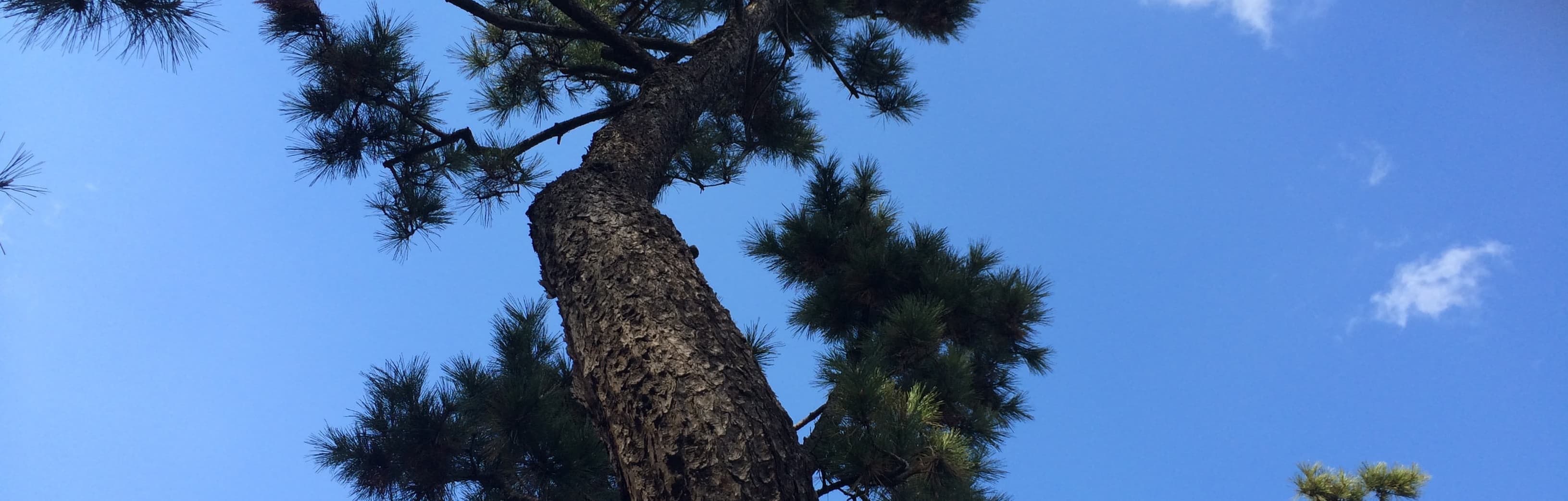 東明八幡神社|武内松(たけうちのまつ)